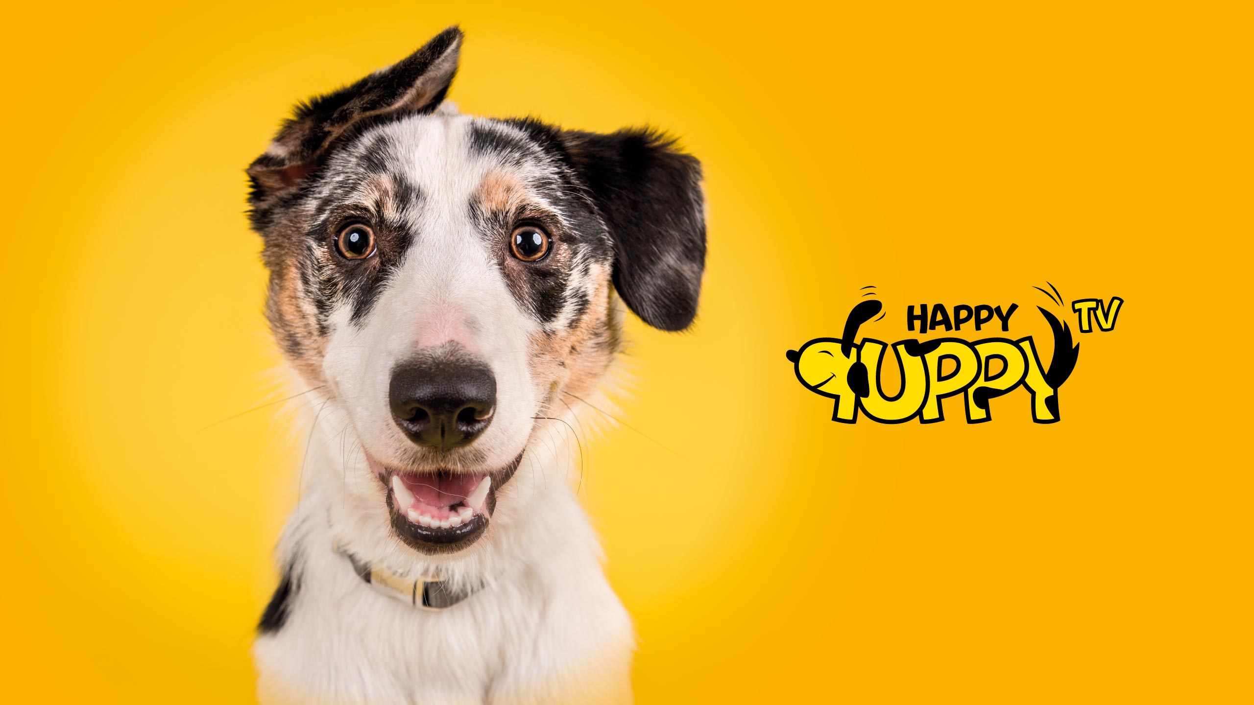Happy Puppy TV logo